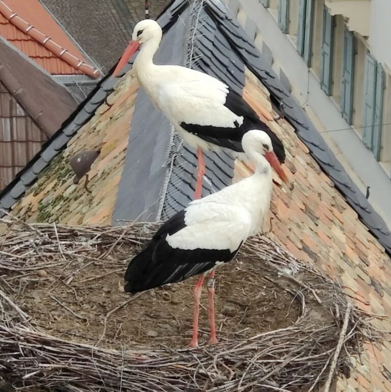 Störche im Nest